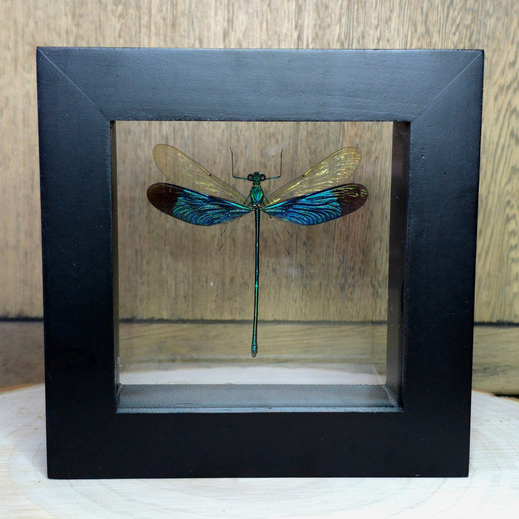 Blue Damselfy Shadow Box Frame