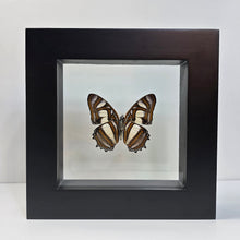 Load image into Gallery viewer, Metamorpha Butterfly Shadow Box Frame
