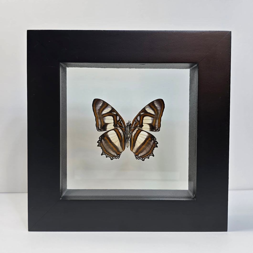 Metamorpha Butterfly Shadow Box Frame