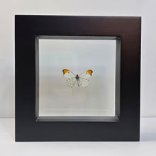 Load image into Gallery viewer, Falcate Orangetip Butterfly Shadow Box Frame
