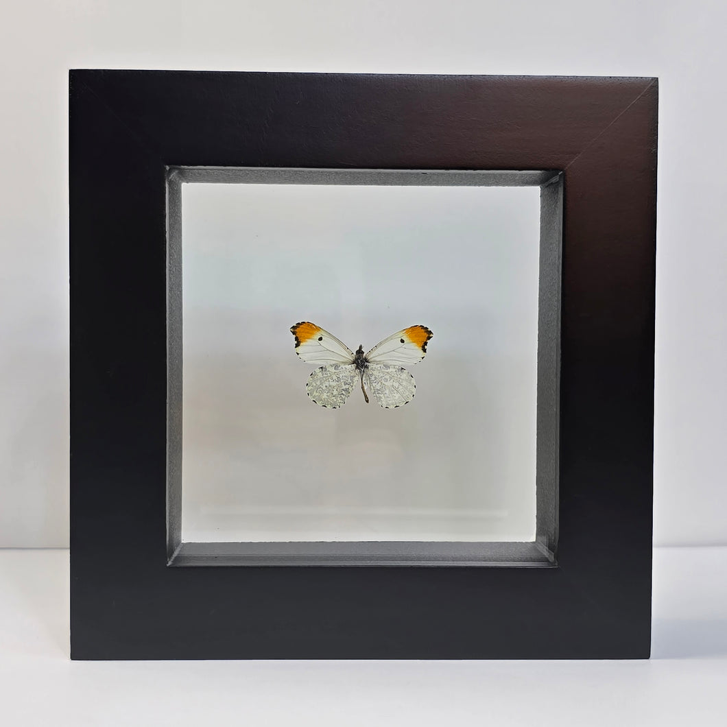 Falcate Orangetip Butterfly Shadow Box Frame