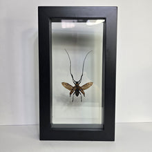 Load image into Gallery viewer, Long-Horned Beetle Shadow Box Frame
