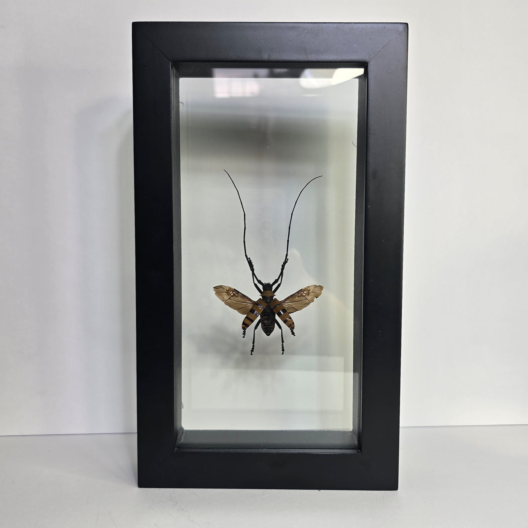 Long-Horned Beetle Shadow Box Frame