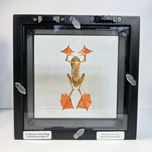 Load image into Gallery viewer, Harlequin Tree Frog Shadow Box Frame
