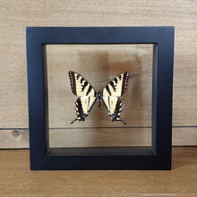 Load image into Gallery viewer, Tiger Swallowtail Butterfly Shadow Box Frame
