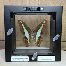 Load image into Gallery viewer, Common Blue Bottle/Blue Triangle Butterfly Shadow Box Frame
