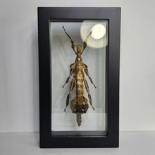 Load image into Gallery viewer, Giant Prickly Stick Insect Shadow Box Frame
