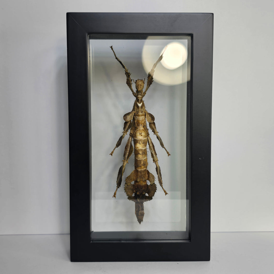 Giant Prickly Stick Insect Shadow Box Frame