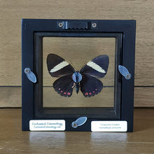 Load image into Gallery viewer, Turquoise Cracker Butterfly Shadow Box Frame
