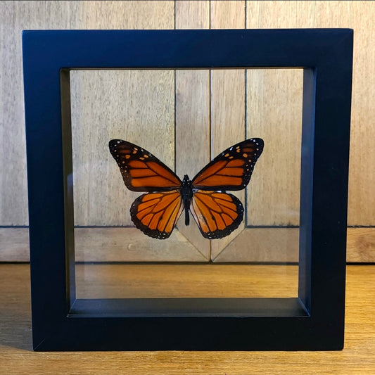Monarch Butterfly
