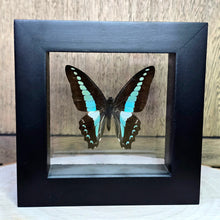 Load image into Gallery viewer, Common Blue Bottle/Blue Triangle Butterfly Shadow Box Frame
