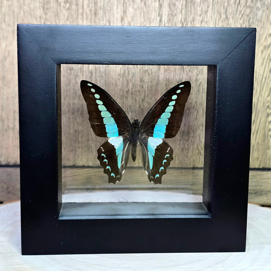 Common Blue Bottle/Blue Triangle Butterfly Shadow Box Frame