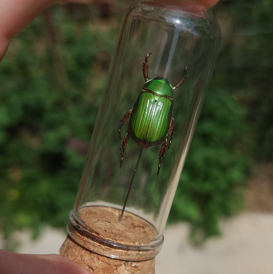 Shining Leaf Chafer Beetle