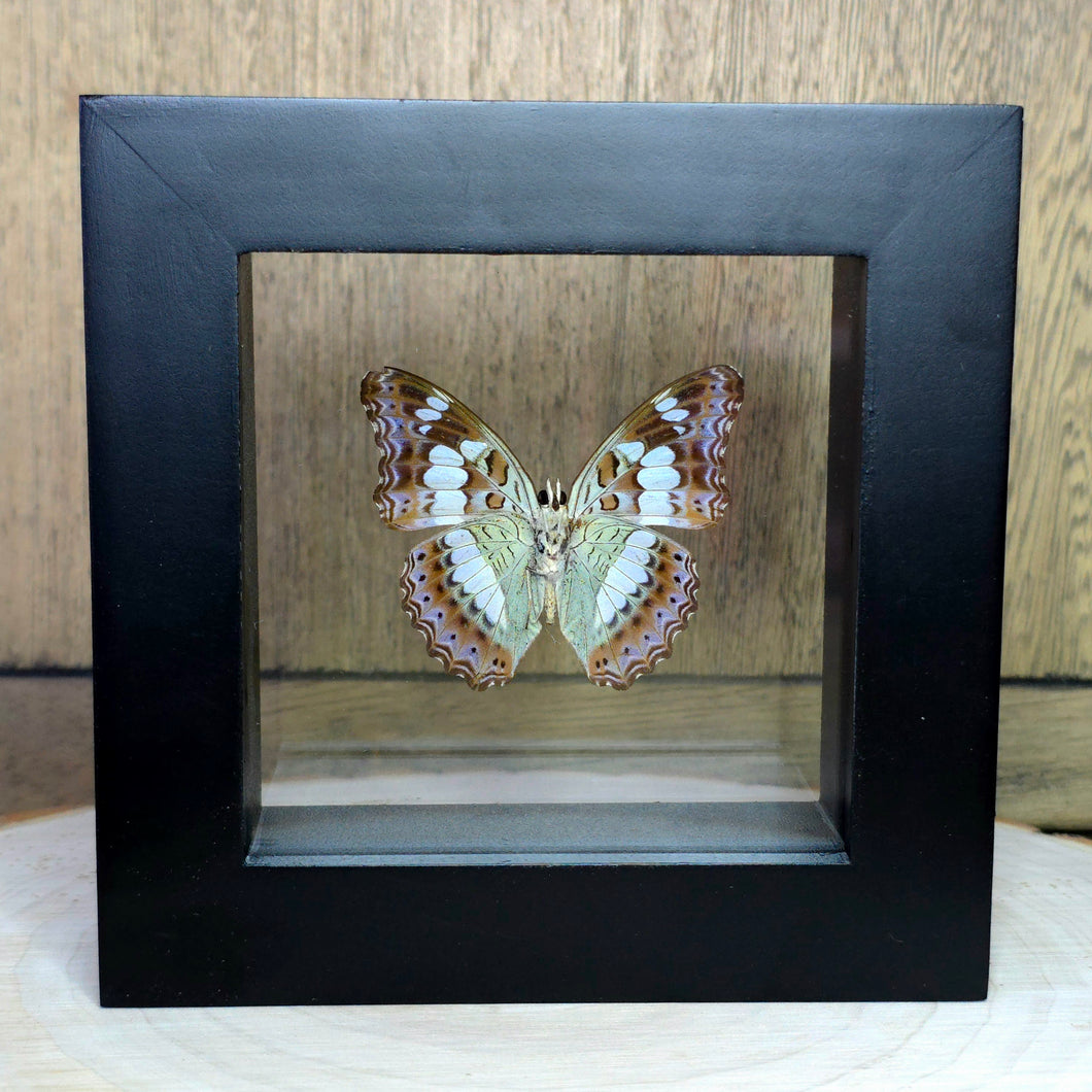 Common Commander Butterfly Shadow Box Frame