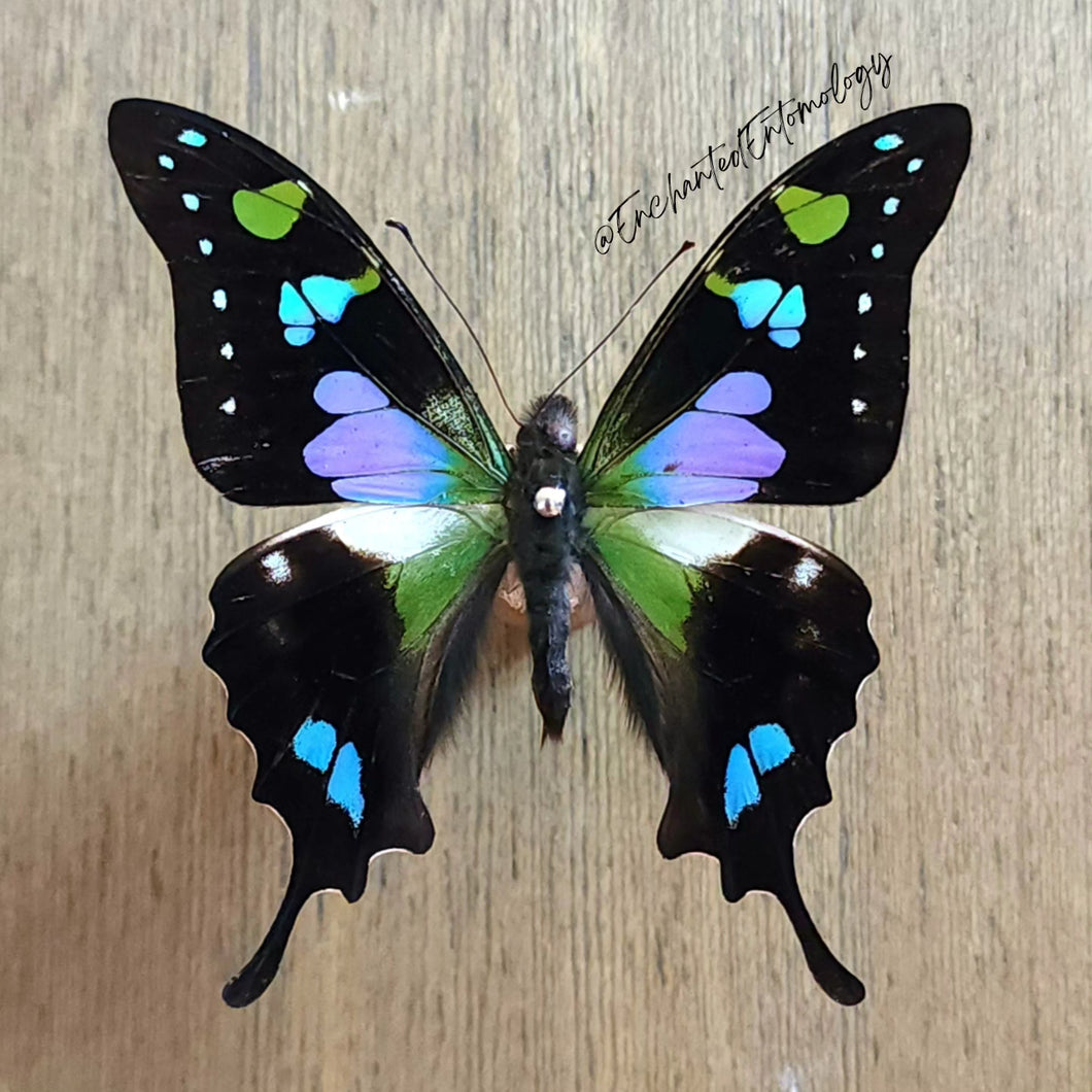 Purple Spotted Swallowtail - Unmounted Specimen