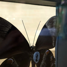 Load image into Gallery viewer, Ulysses Butterfly Shadow Box Frame Discounted
