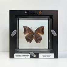 Load image into Gallery viewer, Leafwing Butterfly Shadow Box Frame
