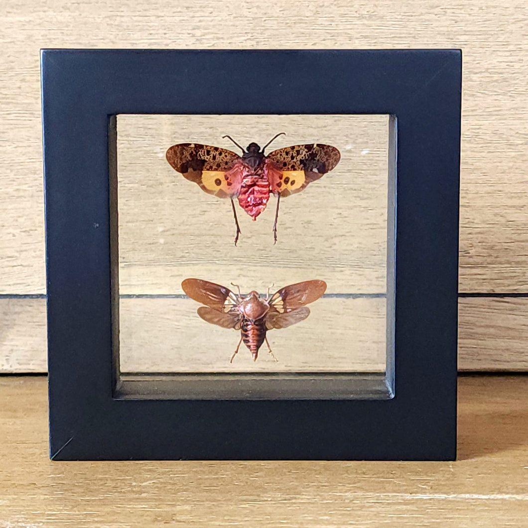 Plant Hopper Pair Shadow Box Frame