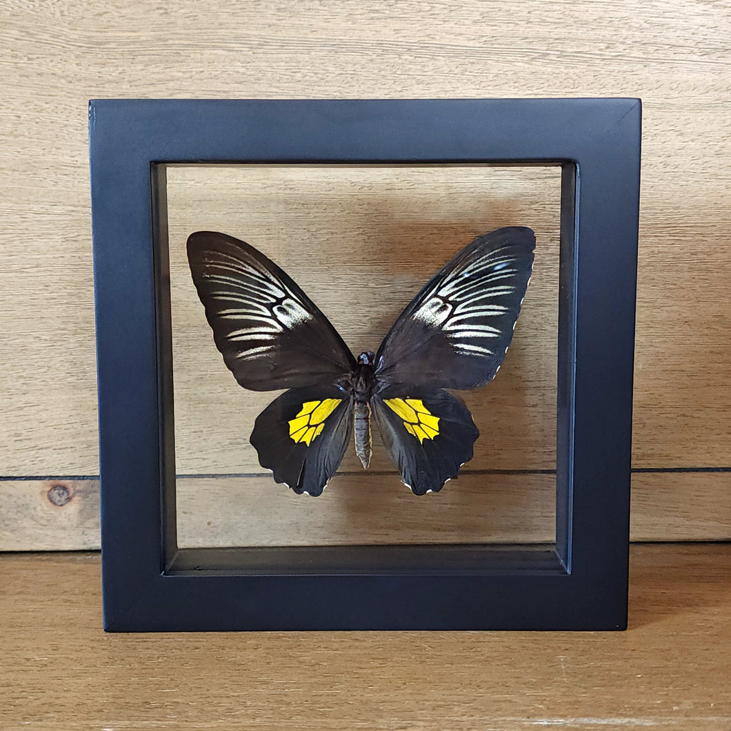 Rare Golden Birdwing Butterfly Shadow Box Frame Discounted