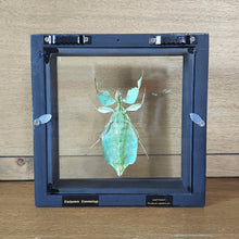 Load image into Gallery viewer, Leaf Insect Shadow Box Frame - Discounted
