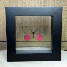 Load image into Gallery viewer, Blushing Phantom Butterfly Shadow Box Frame
