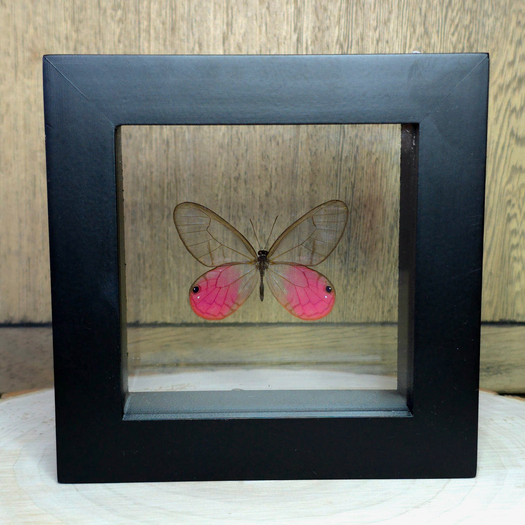 Blushing Phantom Butterfly Shadow Box Frame