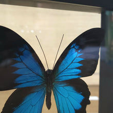 Load image into Gallery viewer, Ulysses Butterfly Shadow Box Frame Discounted
