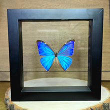 Load image into Gallery viewer, Agea Morpho Butterfly Shadow Box Frame
