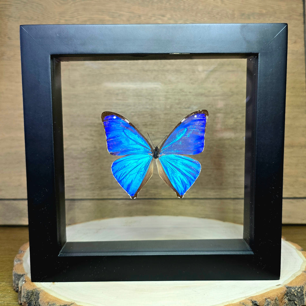 Agea Morpho Butterfly Shadow Box Frame