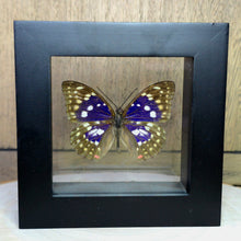 Load image into Gallery viewer, Japanese Emperor Butterfly Shadow Box Frame
