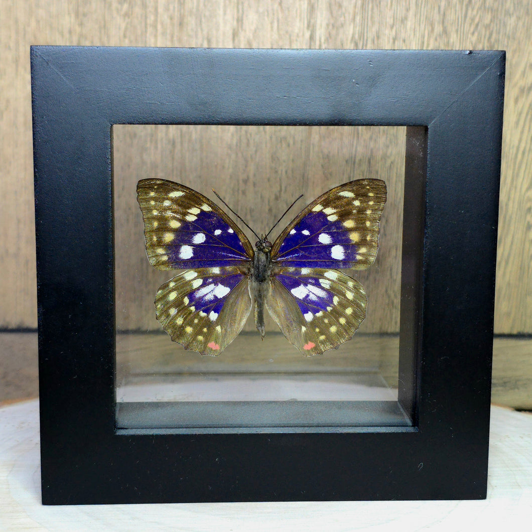 Japanese Emperor Butterfly Shadow Box Frame