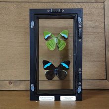 Load image into Gallery viewer, Hewitson&#39;s Olivewing Butterfly Pair Shadow Box Frame
