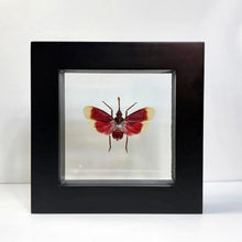 Load image into Gallery viewer, Blood-red Lanternfly Shadow Box Frame
