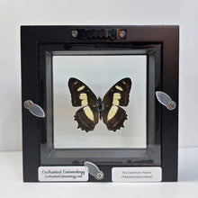 Load image into Gallery viewer, Metamorpha Butterfly Shadow Box Frame

