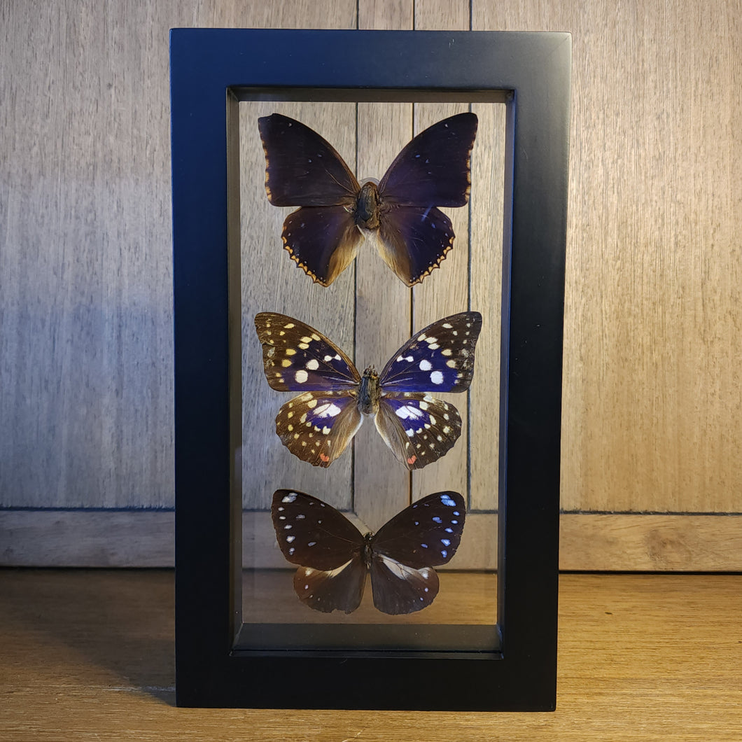 Starry Night Charaxes, Japanese Emperor, Striped Blue Crow