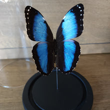 Load image into Gallery viewer, Scarce Morpho
