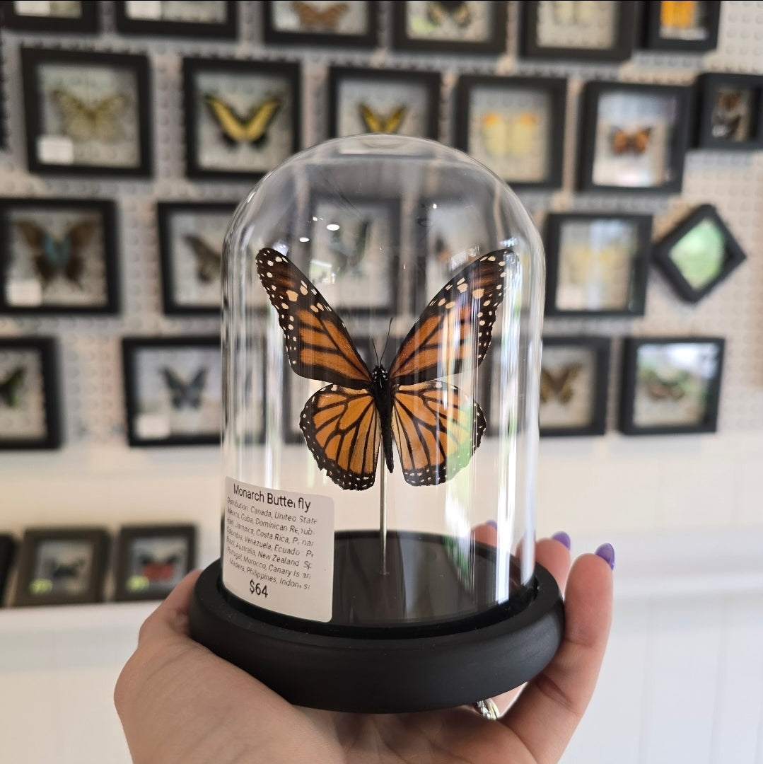 Monarch Butterfly