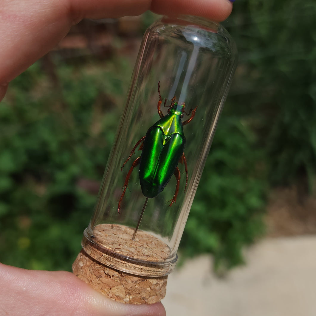 Flower Chafer Beetle