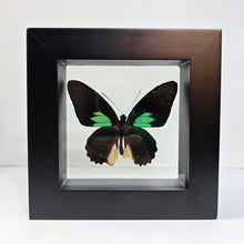 Load image into Gallery viewer, Emerald Cattleheart Butterfly Shadow Box Frame
