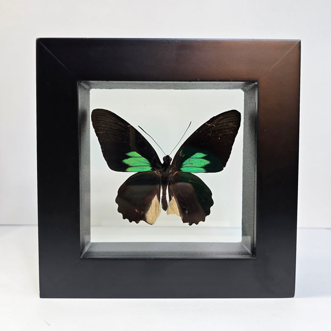 Emerald Cattleheart Butterfly Shadow Box Frame