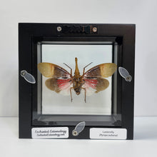 Load image into Gallery viewer, Lanternfly Shadow Box Frame

