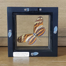 Load image into Gallery viewer, Isabella Longwing Butterfly Shadow Box Frame
