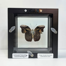 Load image into Gallery viewer, Orange-Banded Shoemaker Butterfly Shadow Box Frame
