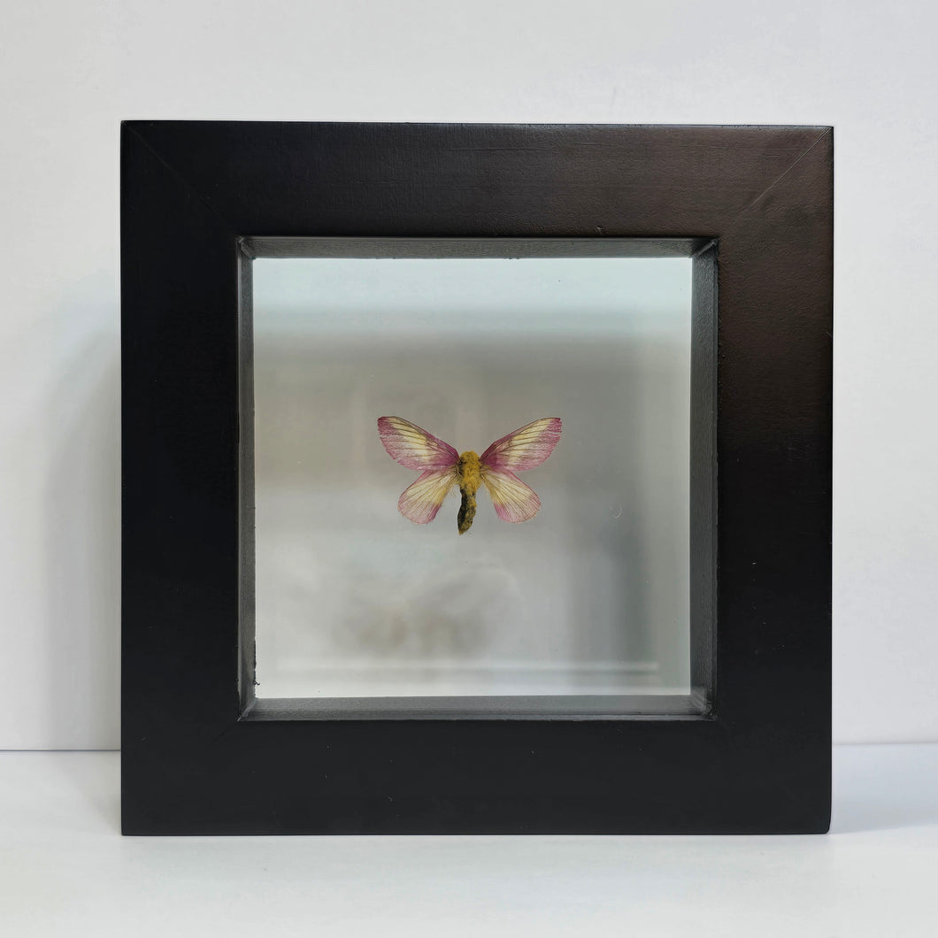 Rosy Maple Moth Shadow Box Frame
