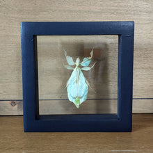 Load image into Gallery viewer, Leaf Insect Shadow Box Frame - Discounted
