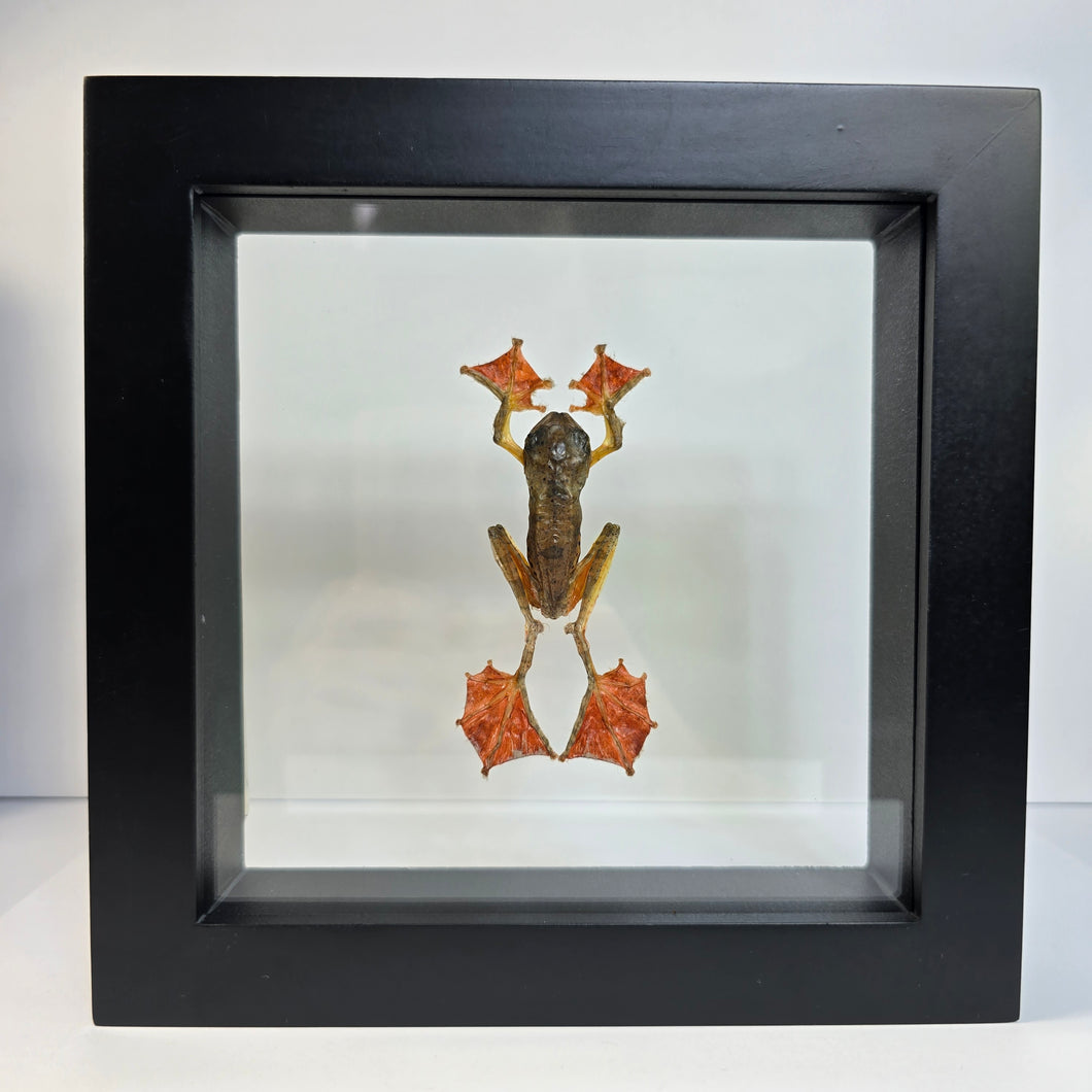 Harlequin Tree Frog Shadow Box Frame