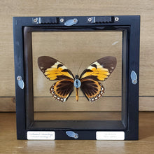 Load image into Gallery viewer, Tiger Butterfly Shadow Box Frame Discounted
