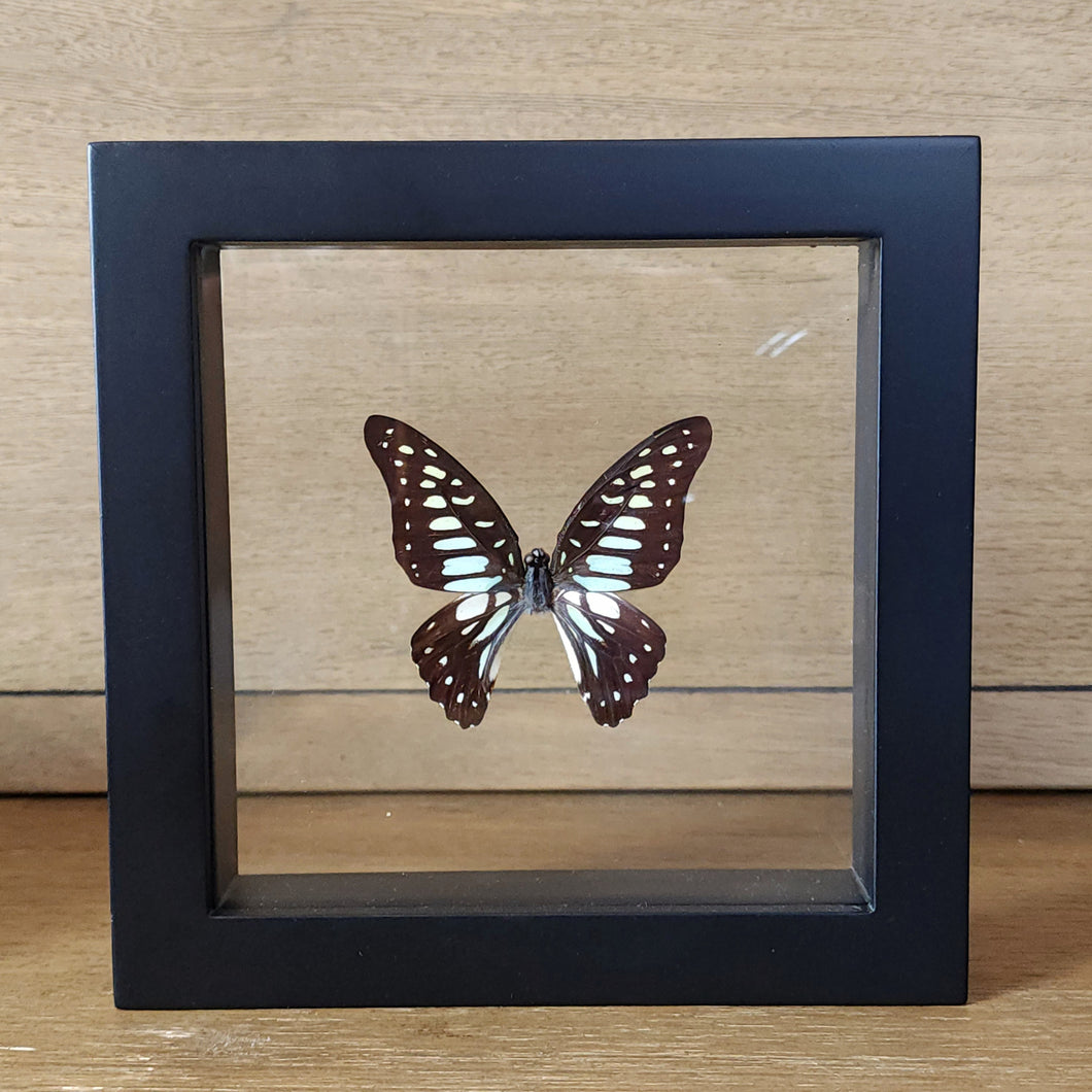 Common Jay Butterfly Shadow Box Frame