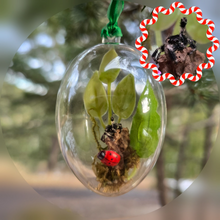 Load image into Gallery viewer, Jumping Spider Ornaments (Collab with Mystic Labyrinth)
