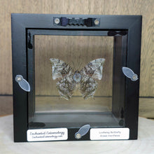 Load image into Gallery viewer, Leafwing Butterfly Shadow Box Frame
